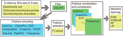DPred_3S: identifying dihydrouridine (D) modification on three species epitranscriptome based on multiple sequence-derived features